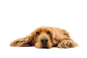 hypo alerting dogs